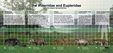 an info sheet describing the different types of animals that live in and around the world