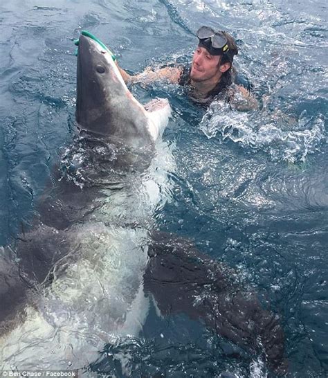 Diver grabs huge great white shark by nose in the midst of an attack