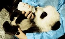 Baby Panda Eating Bamboo GIFs | Tenor