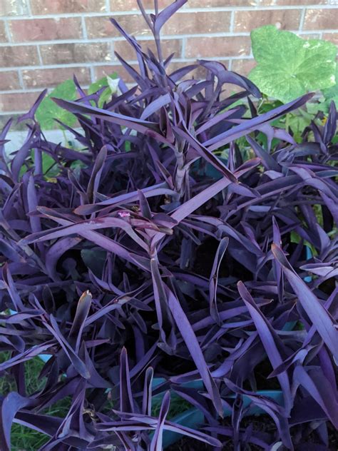 Tradescantia Purple Queen Wandering Jew Plant | Etsy