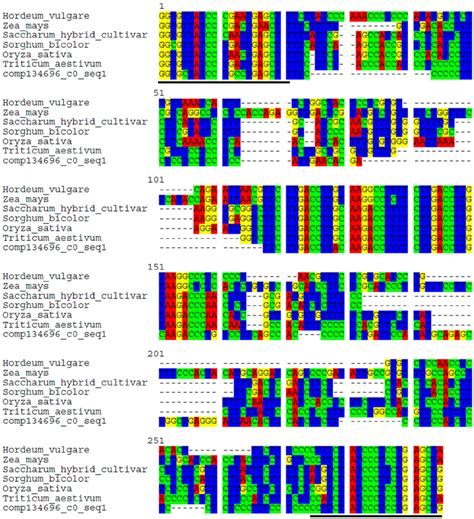 Nucleotide sequence alignment of comp134696_c0_seq1 of O. italica and ...