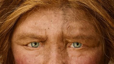 Hair Transplant on Twitter | Ancient humans, Neanderthal, Human