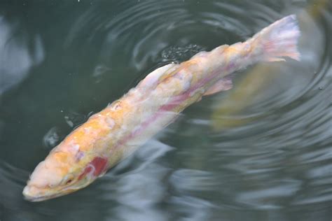 Saprolegnia Fungal Disease - Koi Pond Guide - Grovida Gardening