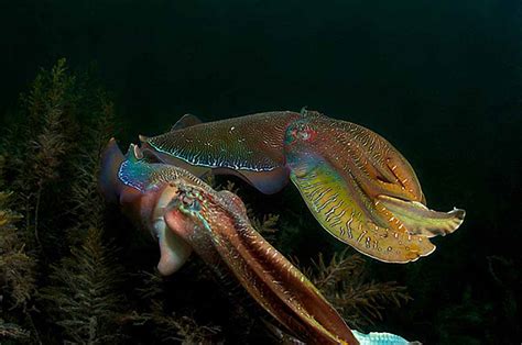 Photo 22: Cuttlefish Mating Season by Carlo Possagno | Eco Divers