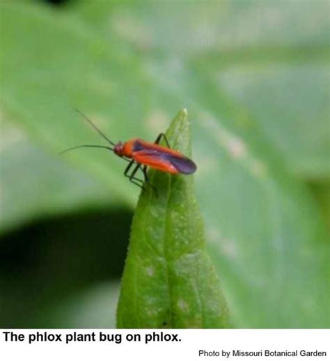 Phlox Plant Bug and Other Lopidea Plant Bugs | NC State Extension ...