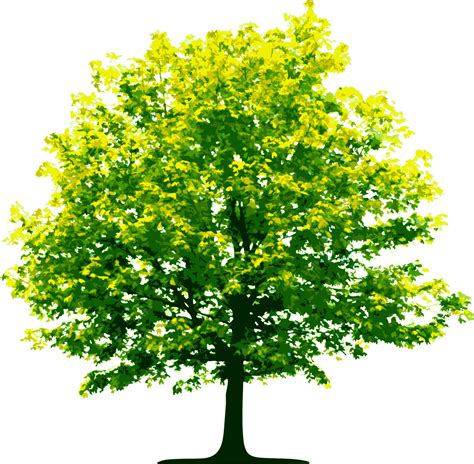 Tree PNG Image Background