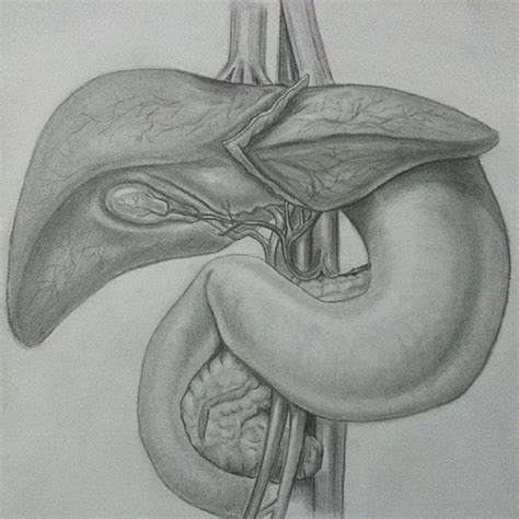 Liver Drawing at PaintingValley.com | Explore collection of Liver Drawing