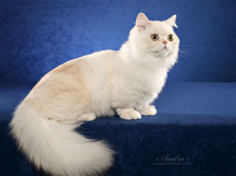 Napoleon Cat: 13 Things You Need to Know About This Adorable Feline