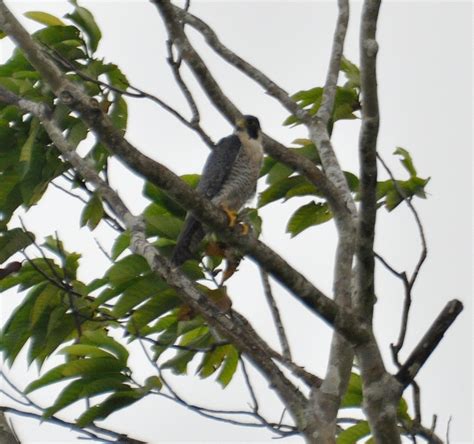 Identification of natal locales of peregrine falcons (falco peregrinus) by trace-element ...