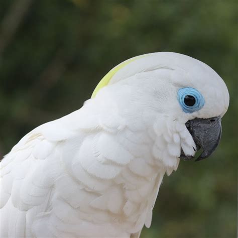 Blue-eyed Cockatoo