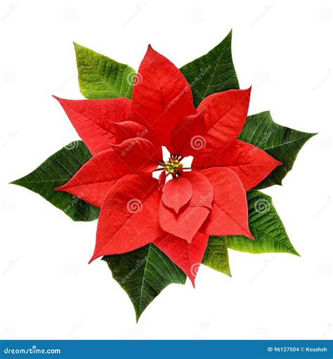 Red Christmas Poinsettia Flower Stock Photo - Image of celebration ...