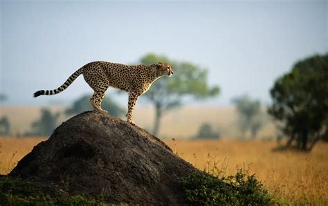 10 Best African Safaris, Tours & Cruises for 2024-2025