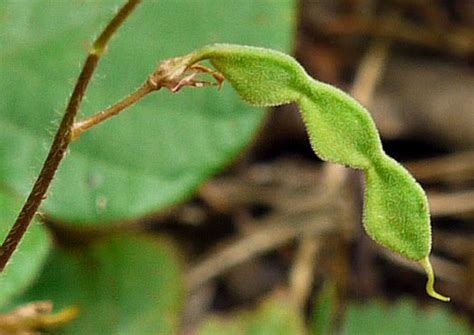 NameThatPlant.net: loments of Desmodium species