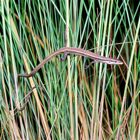 Takydromus sexlineatus - Monaco Nature Encyclopedia