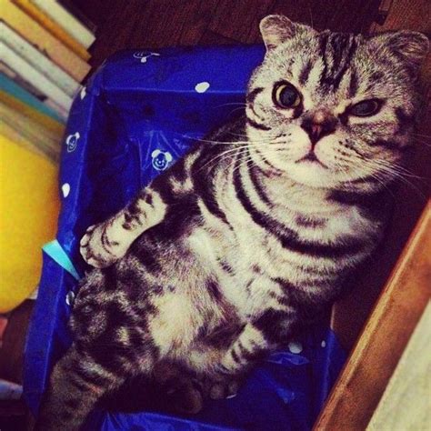 Meet Shishi-Maru, a new internet sensation (25 pics) | Amazing Creatures