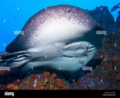 Underwater, Costa Rica, Cocos island, sea, ocean, scuba, diving Stock ...