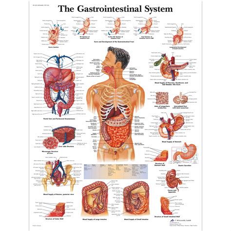 Anatomy Map - Human Anatomy Atlas 7.4.01 download | Mac OS - Homepage 3d modeled by physicians ...