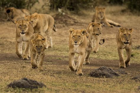 African Lion Pride With Male