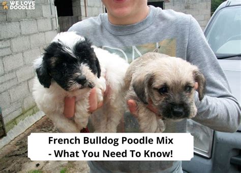 French Bulldog Poodle Mix: What You Need To Know!