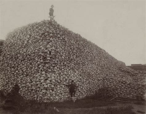 Bison_skull_pile_edit.jpg-Smithsonian - Writin' for the Brand