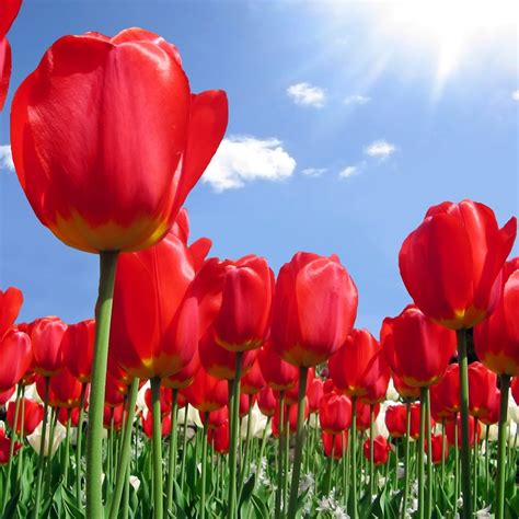 Free Wallpapers for iPad: Red tulips plantation, Spring