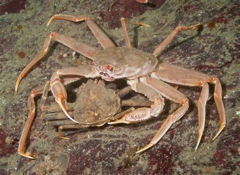 Crabs from Alaska: Types, characteristics and more