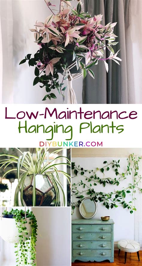 Hanging Plants That're Low-Maintenance for Beginner Gardeners