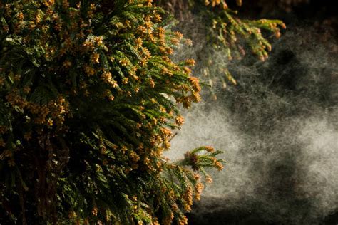 Cedar Tree Pollen Stock Photos, Pictures & Royalty-Free Images - iStock