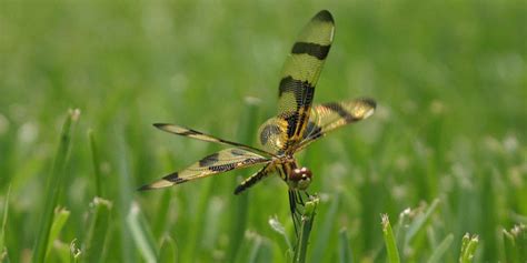 Beneficial Insects in the Lawn