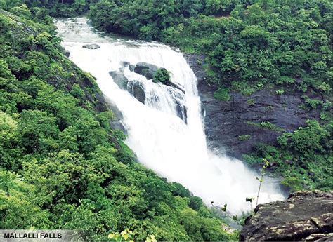 Kodagu waterfalls roar in full glory - Star of Mysore