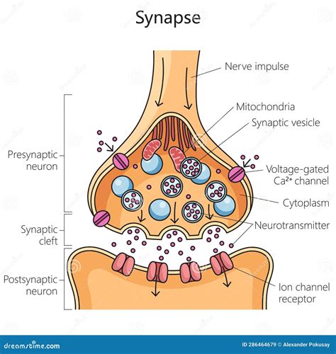 Synapse Labeled Diagram And Receptor Stock Vector Ill - vrogue.co