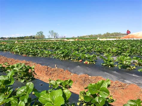 Charlotte U-Pick Farms. Where & When to Pick Your Own Fruits & Veggies ...