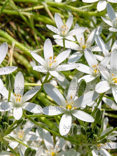 Image Star-of-Bethlehem (Ornithogalum umbellatum) - 437242 - Images of Plants and Gardens ...