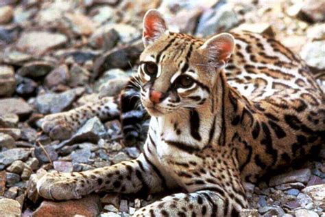 Pet Ocelot: Do Ocelots Make Good Pets? | Misfit Animals