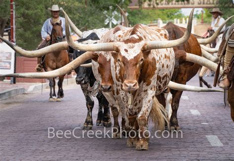 Fort Worth Longhorn Cattle Drive