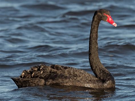 7 Types of Swans: Exploring the Beauty and Diversity - Sonoma Birding