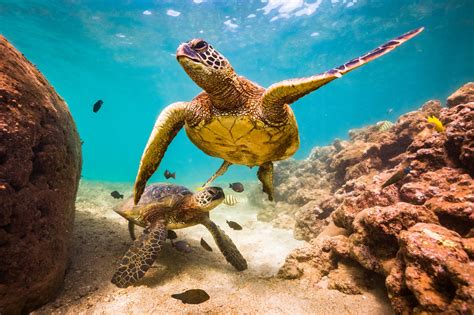 Green Sea Turtle Facts: Habitat, Diet, Conservation, & More