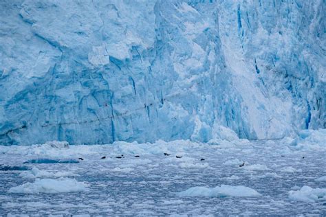 The Best Kenai Fjords Wildlife Cruise - Musings of a Rover