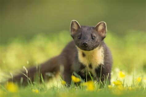 European Badger