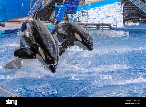 Two killer whale jumps Stock Photo - Alamy