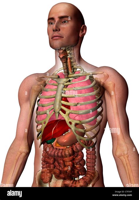 Diagram Of Rib Cage And Organs