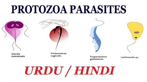 Parasite Meaning Biology In Urdu - acuitygetty