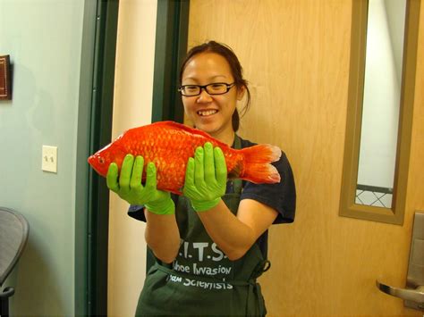 Monster Goldfish Found in Lake Tahoe