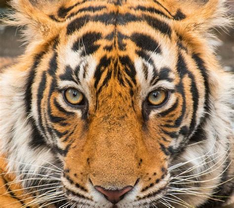 Wildlife Photo of the Week: Tiger Eyes