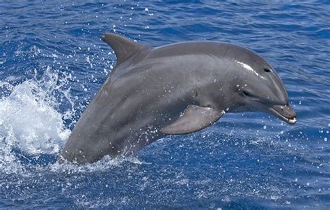 10 facts about bottlenose dolphins - National Geographic Kids