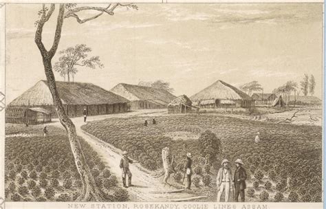 History of Assam Tea