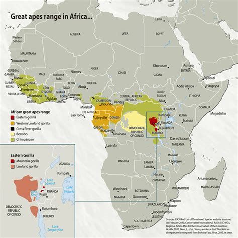 Great apes range in Africa | GRID-Arendal