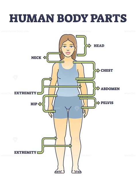 Human Body Parts Anatomy With Basic Physiological Division Outline ...