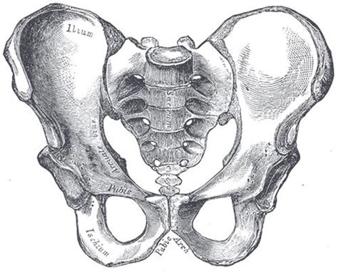 Maniobras Exploratorias de Cadera y Pelvis para Ortopedas - Artículos de Ortopedia