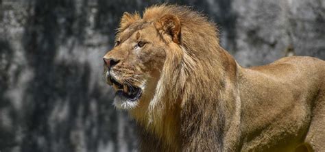 African Lion Habitat | North Carolina Zoo